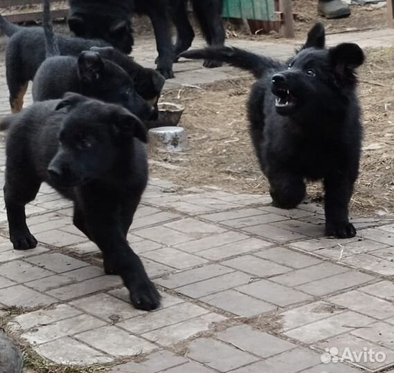 Щенки немецкой овчарки