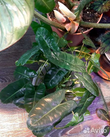 Филодендрон Бурле Макс