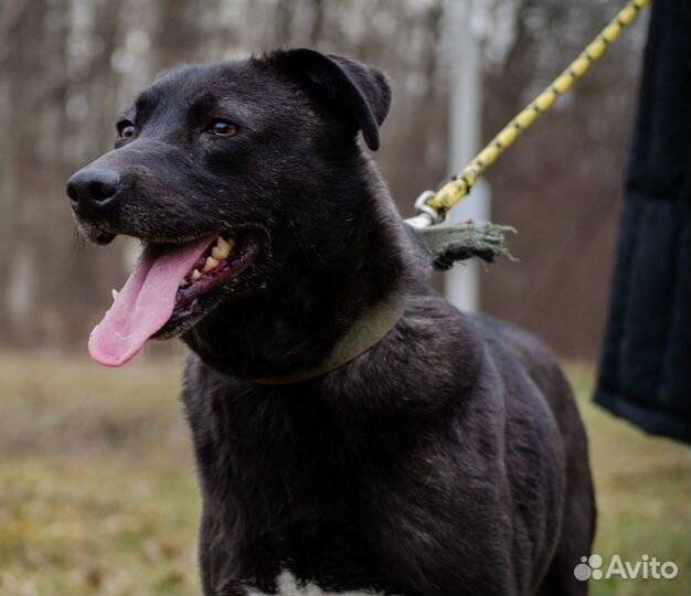 Юна, 4 года, хорошая охранница. Стерилизована