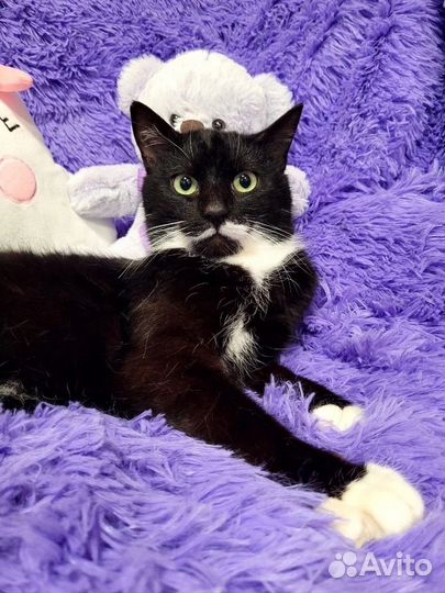 Котик ищет дом