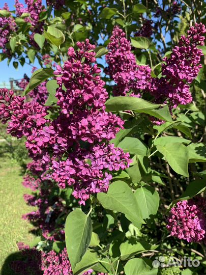 Саженцы сирени, лимонник китайский