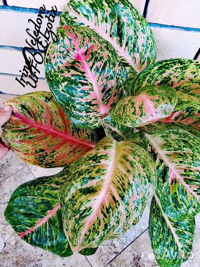 Аглаонема Maha chok(домашний гигант)