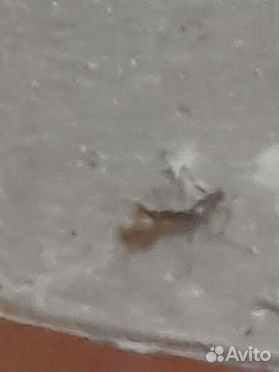 Терариум вместе с богомолятами и с 2 пауками