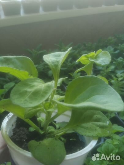 Петуния кустовая и балконная