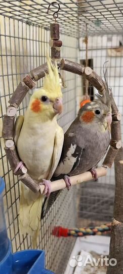 Попугаи корелла (мальчик и девочка)