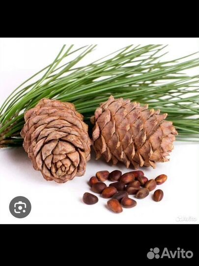 Кедровая орех шишка