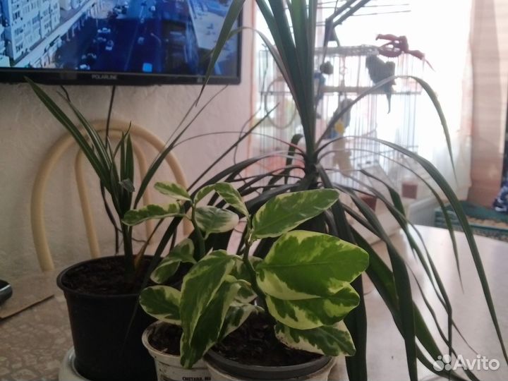 Финиковая пальма