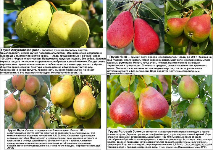 Абрикос, груши, сливы, декоративные яблони