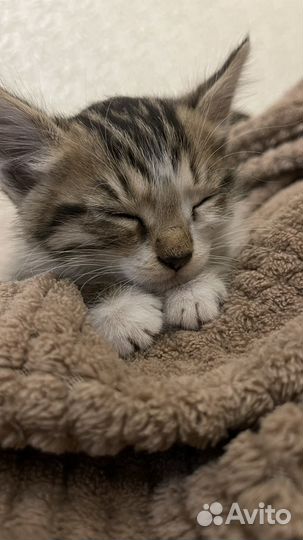 Котенок мальчик в добрые руки