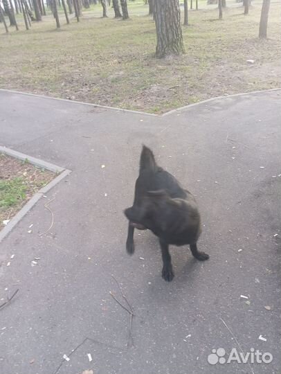 Собака в добрые руки отдам бесплатно