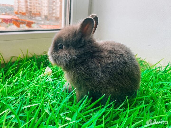 Карликовый кролик - размером с ладонь