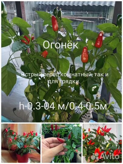 Семена перца