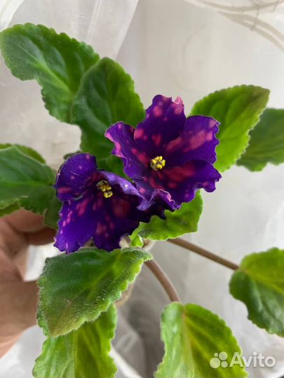 Фиалка рс Метагалактика