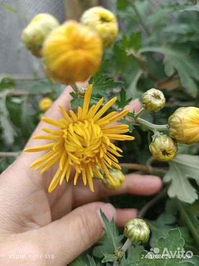 Черенки хризантемы