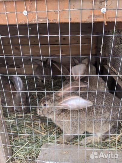 Кролики мясных пород