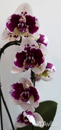 Орхидея фаленопсис бабочка