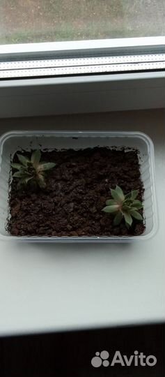 Секуленты,вырастают как в горшочке