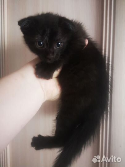 Шотландские вислоухие котята