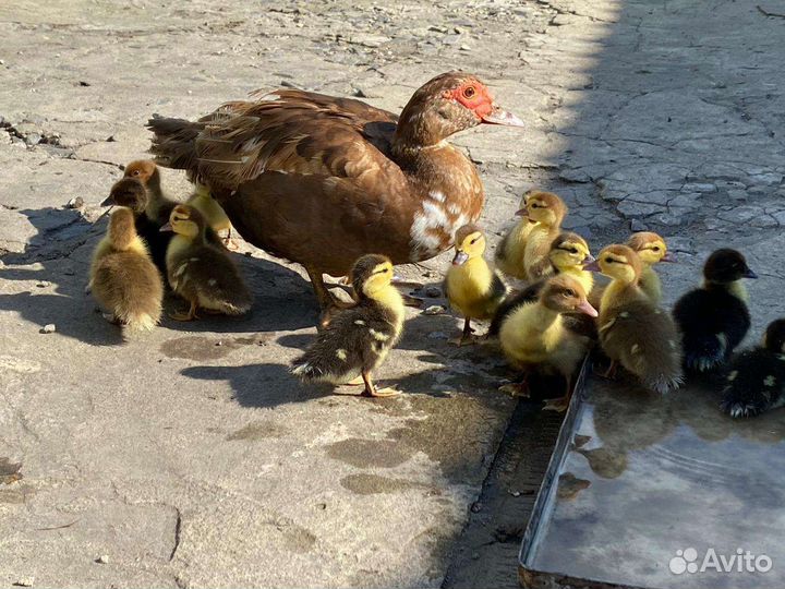 Индоутка мускусная утка