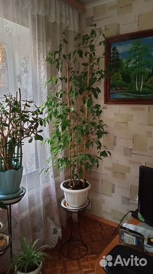 Хлорофитум и фикус