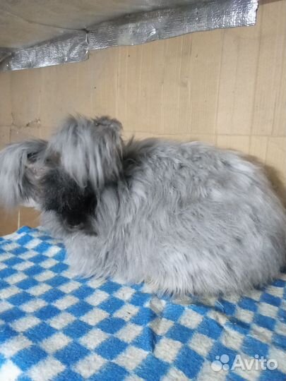 Кролики немецкая ангора
