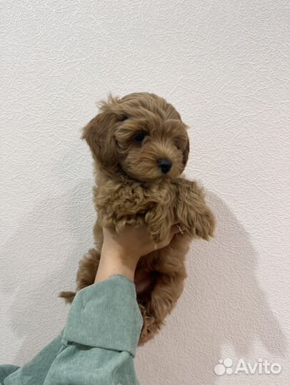 Щенки мальтипу мини