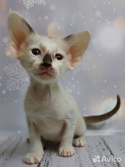 Ориентальные котята