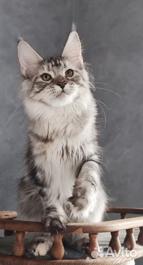 Серебряная королева