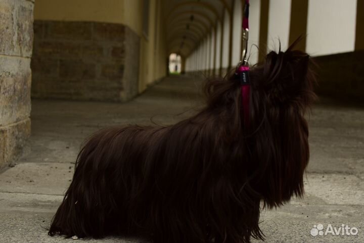 Приглашает на вязку