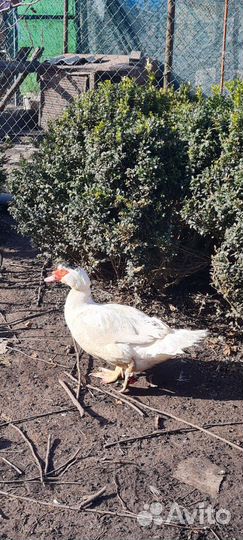 Яйцо индоутки