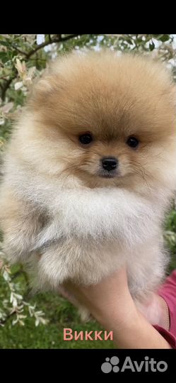 Померанский шпиц мини