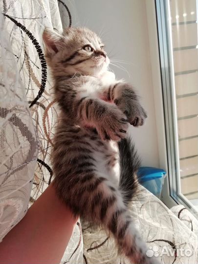 Шотландские прямоухие котята