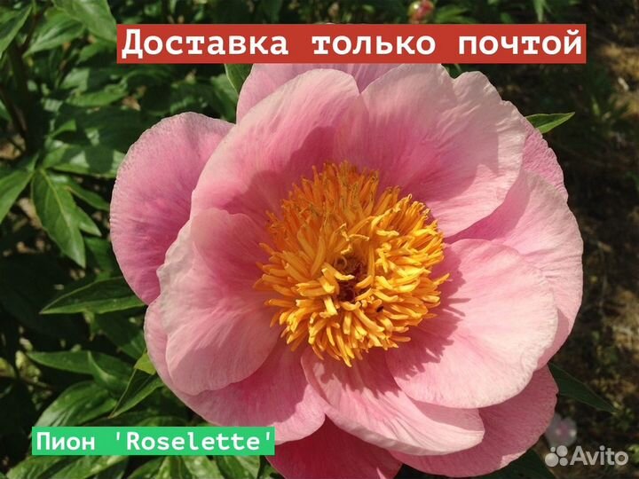 Пион Roselette