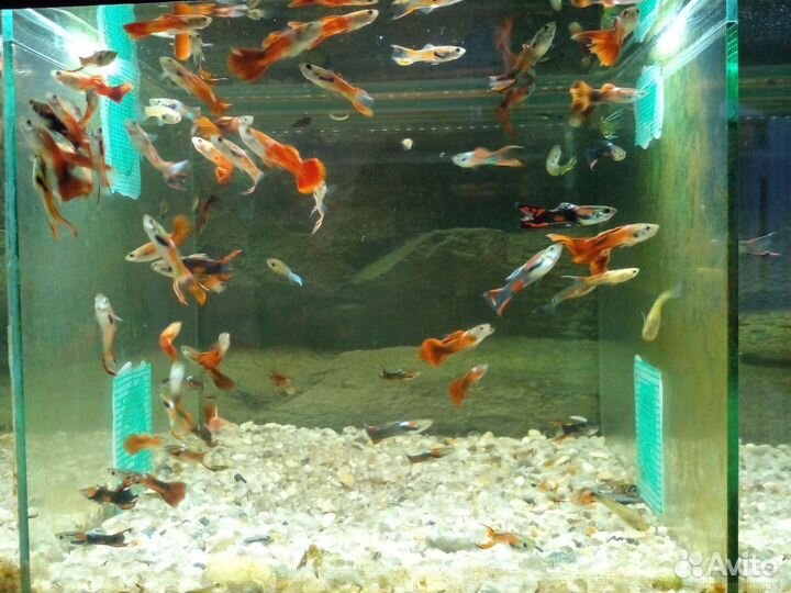 Аквариумные рыбки Гуппи