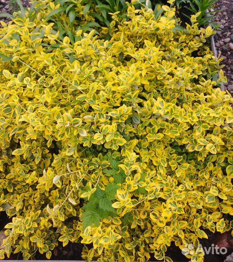 Декоративные кусты