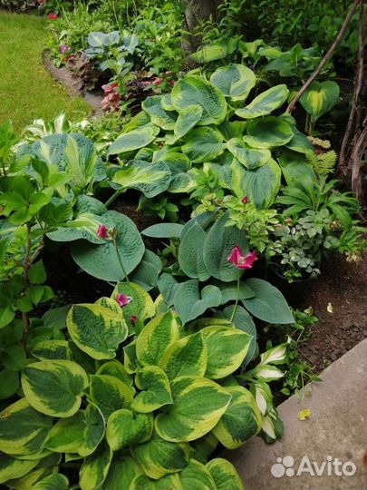 Многолетние садовые растения