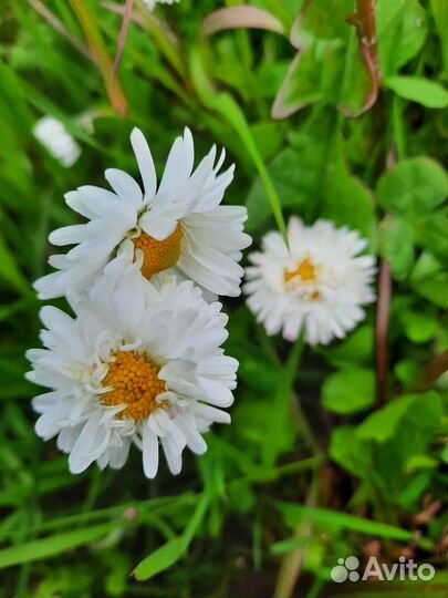 Маргаритки цветы