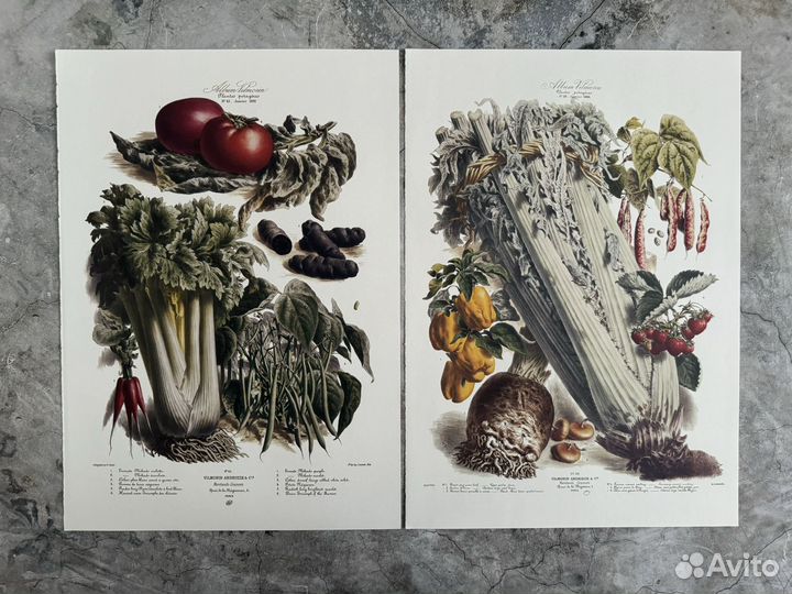 Репродукция. Овощи 3. Европа