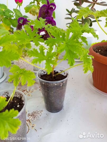 Пеларгония герань душистая