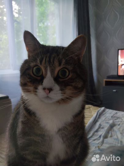 Отдам кота в добрые руки