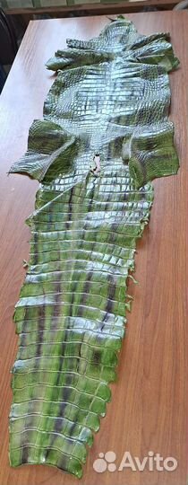 Шкура Аллигатора