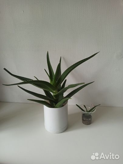 Алоэ сортовой