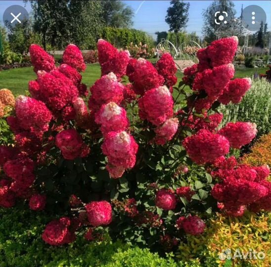 Гортензии метельчатые зимостойкие сорта