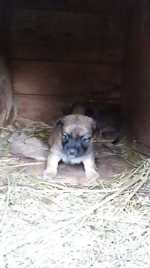 Отдам щенков