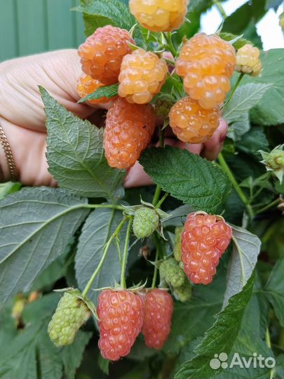 Саженцы малины ремонтантной, смородины