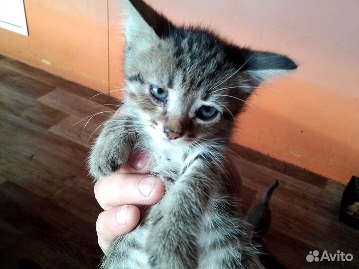 Котята в добрые руки мальчики 6 шт