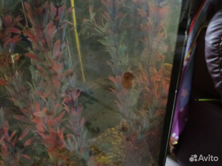 Отдам улиток