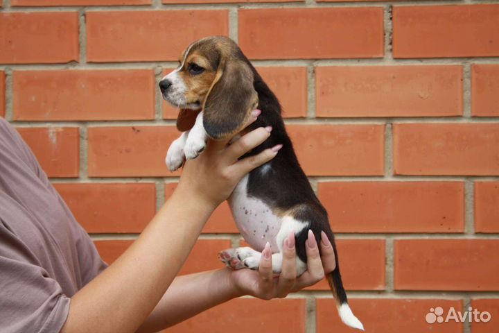 Щенки бигль