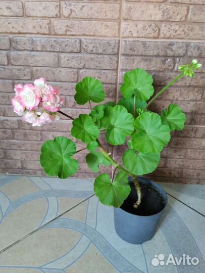 Пеларгония Apple blossom