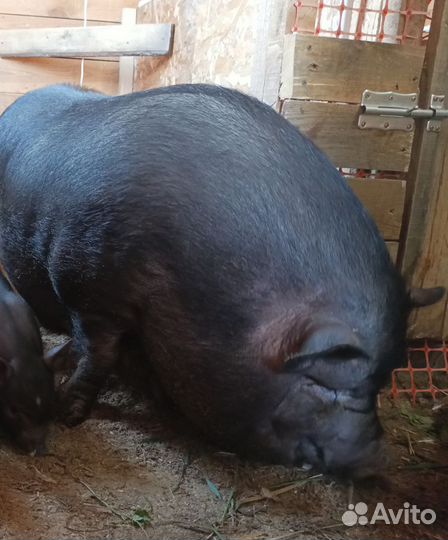 Вьетнамские вислобрюхие поросята